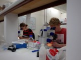 Working in the lab