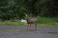 DSC_0242