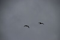 DSC_0248