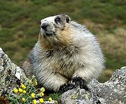 whistler