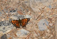 DSC_0752b