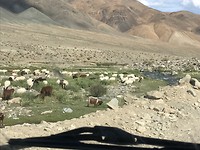 Overal geiten, schapen, koeien en paarden
