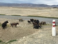 Yaks