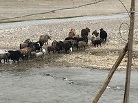 Nog meer Yaks