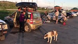Honden voeren aan de grens