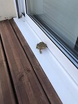 De crapaud