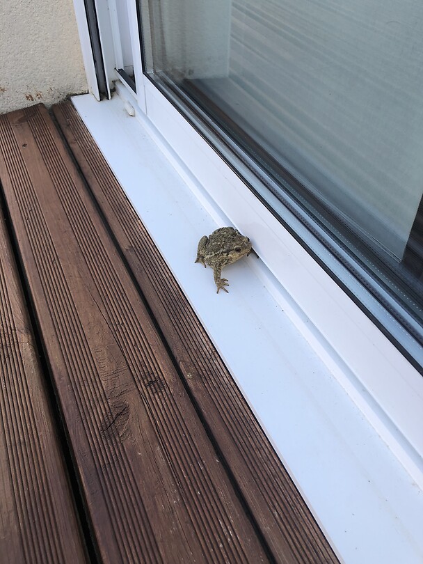 De crapaud