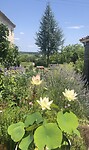 Lotus, zo mooi