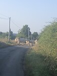 De koeien op pad