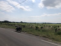 Trouwe fiets