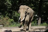 Een olifant