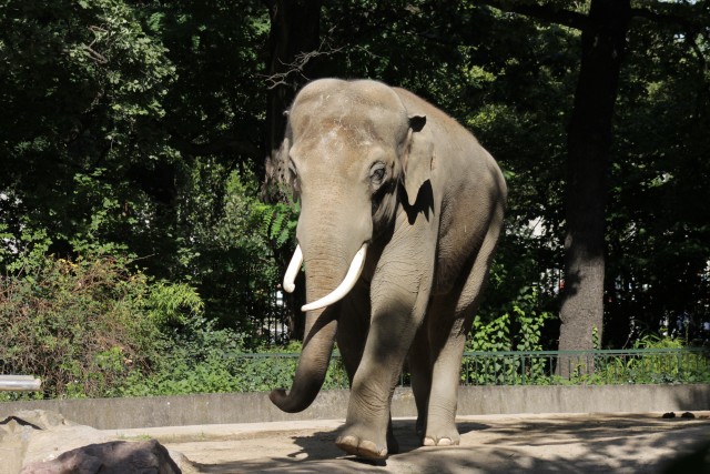 Een olifant