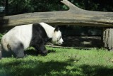 Bao Bao, de reuzenpanda