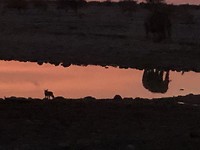 Etosha