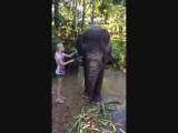Olifant wassen