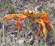 Meneer Krab