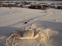 Meneer Krabs