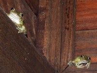 Kikkers boven de voordeur