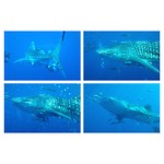 Whaleshark