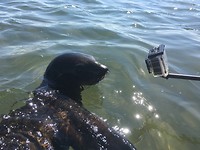 Hee... dat lijkt wel een gopro!?!😜