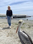 Pelikaan & Lilly