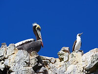 Pelikaan & Booby (Jan van Gent)