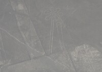 Nazca-bloem