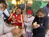 Kuikentjes op de markt… soo cute!!!