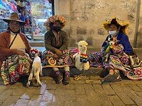 Alpaca’s (of geitjes?)… lief!