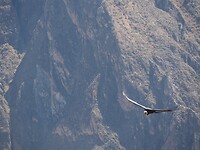 Deze condor was mijn mooiste