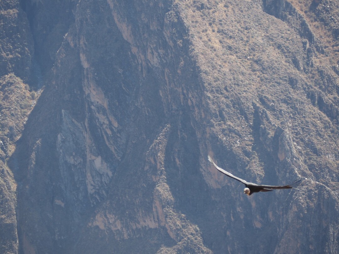 Deze condor was mijn mooiste