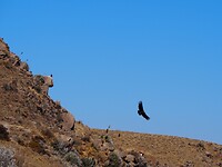 Nog maar weer een condor