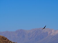 Hoeveel condors wil je hebben