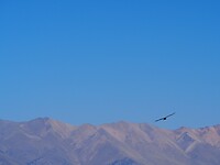 Mooi laatje wel…tuurlijk een condor