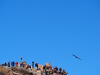 Condor met publiek, deel 2