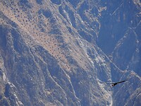 Condor…hoe verrassend