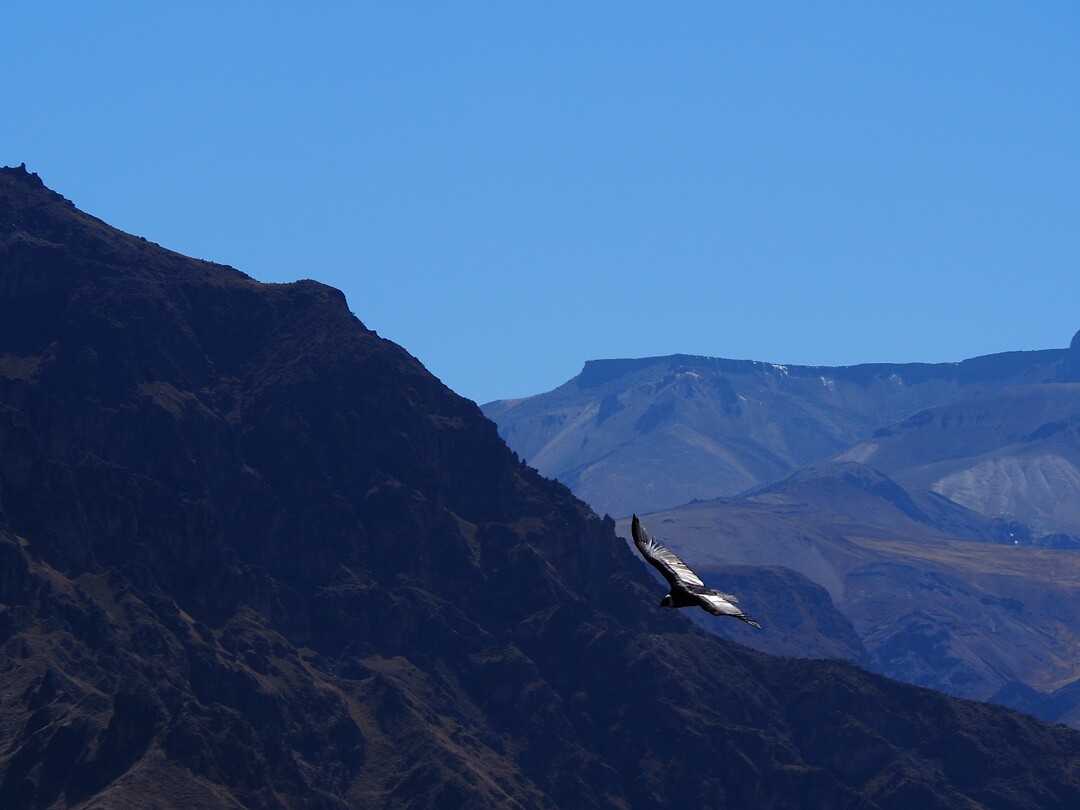 Condor nr tig