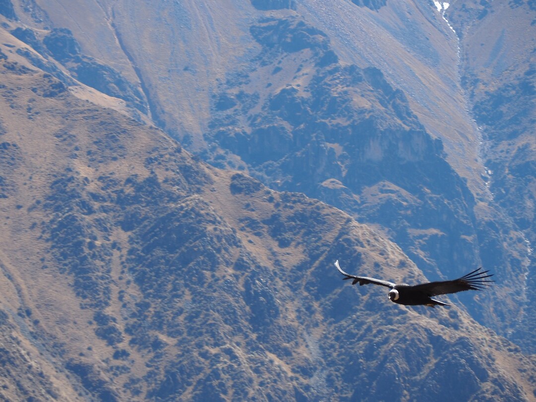 Condor tegen de berghelling