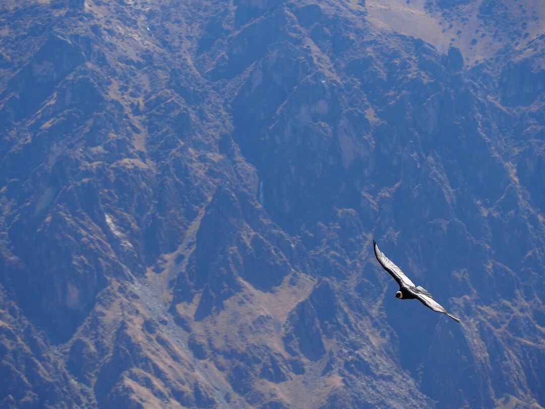 Nog een condor