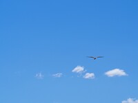 Condor in the sky