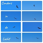 Condors in de lucht