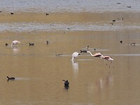 Vliegende flamingo’s