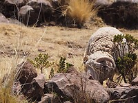 Schaap