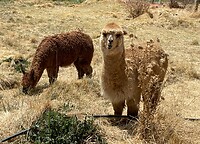 Chico Lama