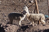 Twin alpaca op RM