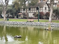 Schildpadden in Lima