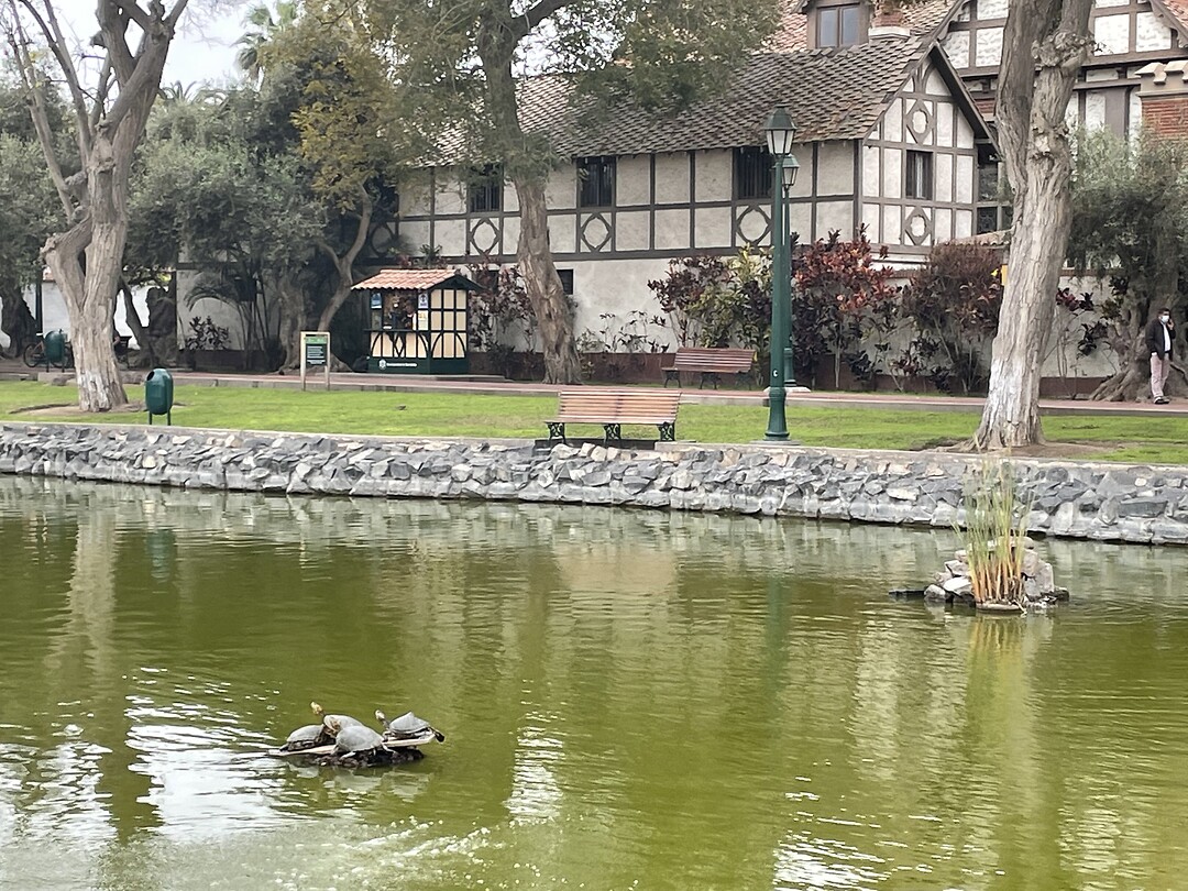 Schildpadden in Lima
