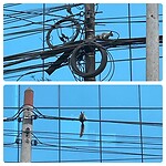 Squirrel in Lima