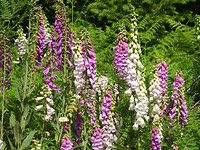 DSC06767