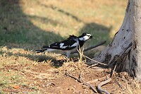 Australische ekster. Magpie